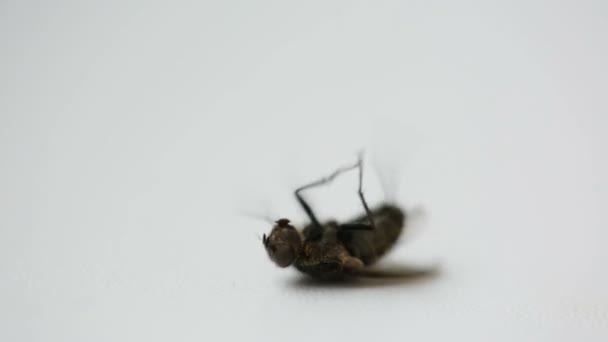 Fliege in Nahaufnahme auf Fensterbank — Stockvideo