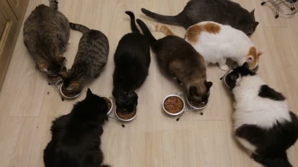 Beaucoup de chats mangent ensemble — Video