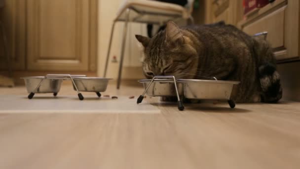 Кошка ест дома — стоковое видео