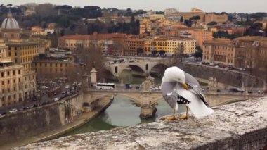 Martı Roma manzaralı bariyer duvarında oturuyor.