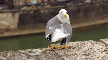 Martı Roma manzaralı bariyer duvarında oturuyor.