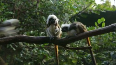 Hayvanat bahçesindeki şubede şakacı tamarinler