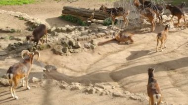 Hayvanat bahçesinde koyun sürüsü