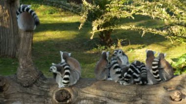 Bir grup lemurun devrilmiş ağaçta oturması