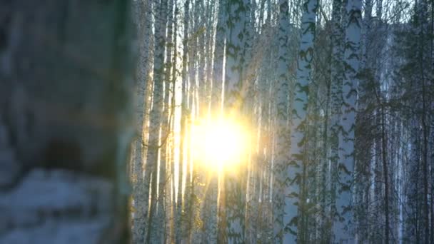 Solnedgång i björkdunge — Stockvideo