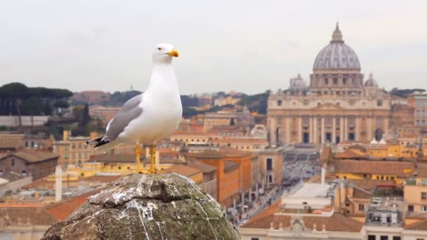 Racek sedí na starém pilíři proti vatikánskému pohledu — Stock video