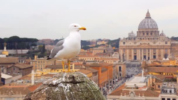 Gabbiano seduto su un vecchio pilastro contro la vista vaticana — Video Stock