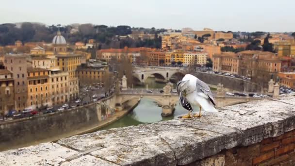 Zeemeeuw zittend op barrière muur tegen Rome uitzicht — Stockvideo