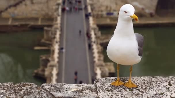 Gaviota sentada en muro de barrera contra vista a Roma — Vídeo de stock