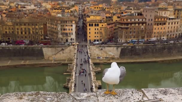 Zeemeeuw zittend op barrière muur tegen Rome uitzicht — Stockvideo