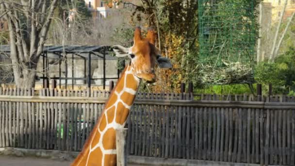 Girafa comer folhagem no zoológico — Vídeo de Stock