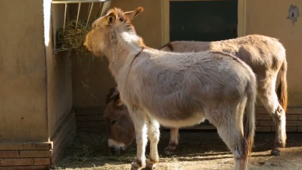 两只驴在动物园里吃干草 — 图库视频影像