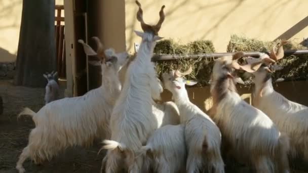 Flock of markhors eating hay in zoo — Stock Video