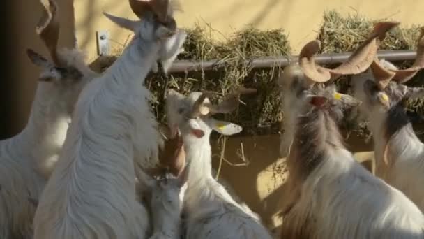 Troupeau de markhors mangeant du foin dans le zoo — Video
