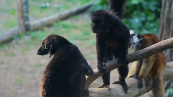 Gruppo di lemuri seduti su un albero caduto — Video Stock