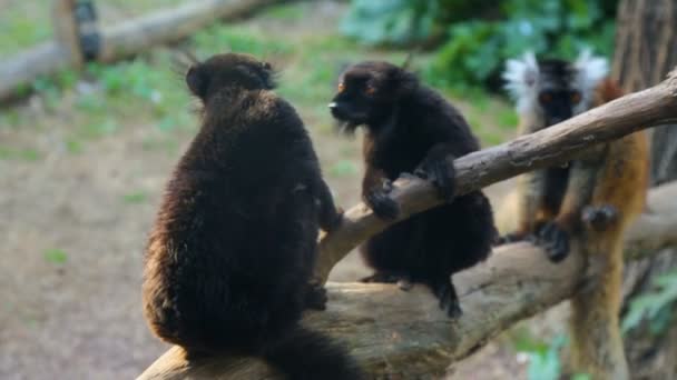 Gruppe Lemuren sitzt auf umgestürztem Baum — Stockvideo