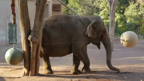 Éléphant unique dans le zoo