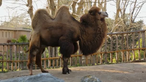 Один верблюд в зоопарке — стоковое видео
