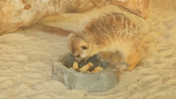 Comer suricata en el zoológico — Vídeo de stock