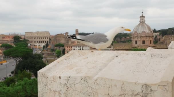 Zeemeeuw tegen schilderachtig uitzicht op Rome met Colosseum en Romeins Forum — Stockvideo