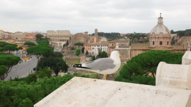 Zeemeeuw tegen schilderachtig uitzicht op Rome met Colosseum en Romeins Forum — Stockvideo