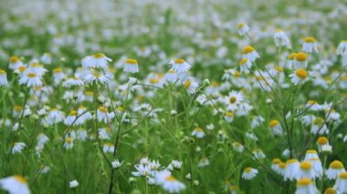 Akşam ışığında güzel papatya tarlası