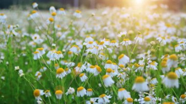 Gün batımında güzel papatya tarlası