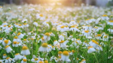 Gün batımında güzel papatya tarlası