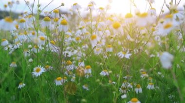Gün batımında güzel papatya tarlası