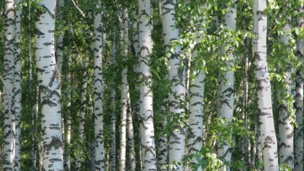 Beautiful birch grove in summer day — Stock Video