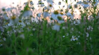 Gün batımında güzel papatya tarlası