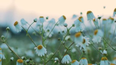 Akşam ışığında güzel papatya çiçekleri