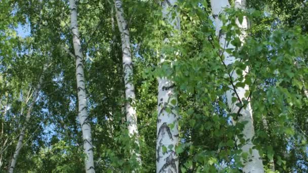 Gyönyörű nyírfa liget a nyári napon — Stock videók