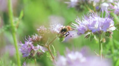 Yaz otlağında nektar toplayan arı.