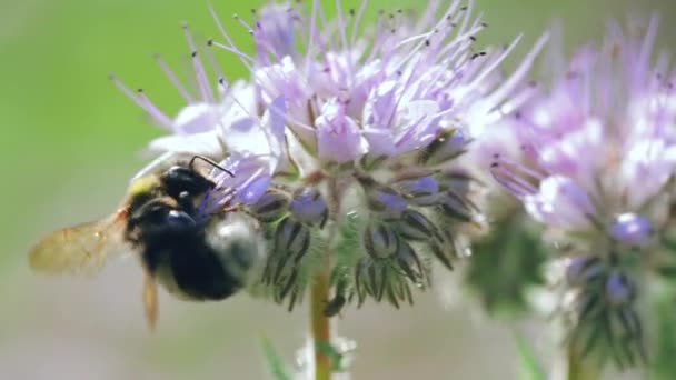 Hommel Verzamelt Nectar Een Zomerweide — Stockvideo