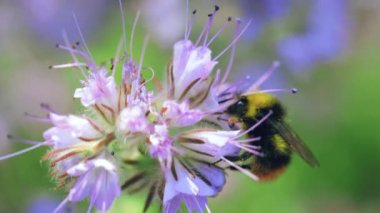 Yaban arısı yaz otlağında nektar topluyor.