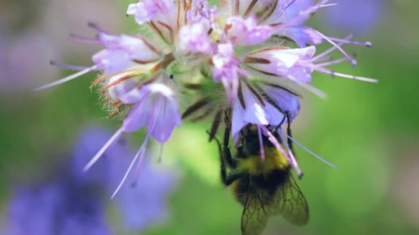 Bumblebee συλλογή νέκταρ σε ένα καλοκαιρινό λιβάδι — Αρχείο Βίντεο