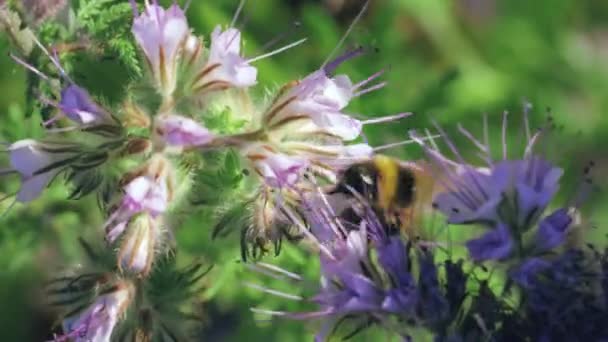 Bumblebee recogiendo néctar en un prado de verano — Vídeos de Stock