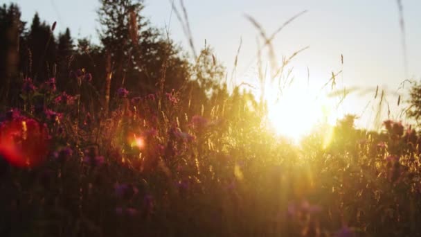 Hermoso campo de verano al atardecer — Vídeo de stock