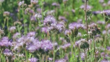 Yaz otlağında nektar toplayan arı.