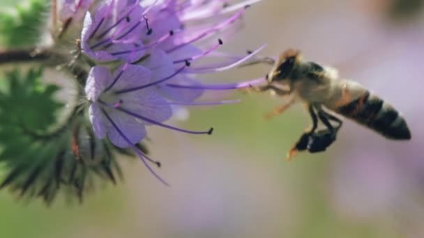 Μέλισσα συλλογή νέκταρ σε ένα καλοκαιρινό λιβάδι — Αρχείο Βίντεο