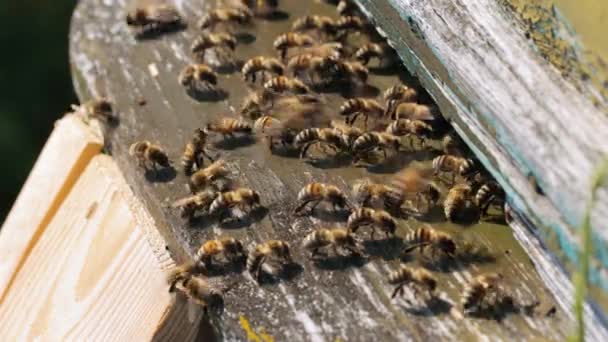 Bienen kühlen den Eingang zum Bienenstock — Stockvideo