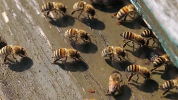 Bijen koelen de ingang van de korf af — Stockvideo