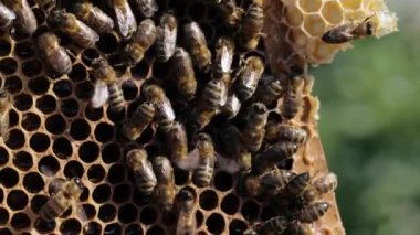 Arılar bal peteğini yakından takip ediyor.