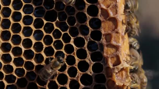 Méhek a méhsejtszerkezeten közelről — Stock videók