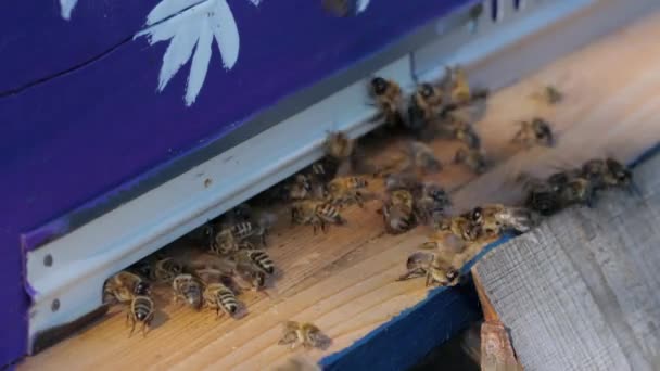 Abejas en la entrada de la colmena — Vídeos de Stock