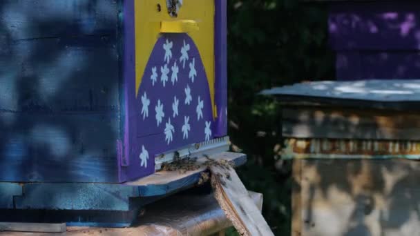 Bienenstock an einem heißen Sommertag — Stockvideo