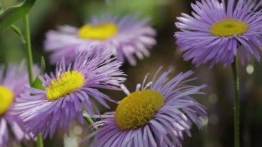 Yakın planda New England aster