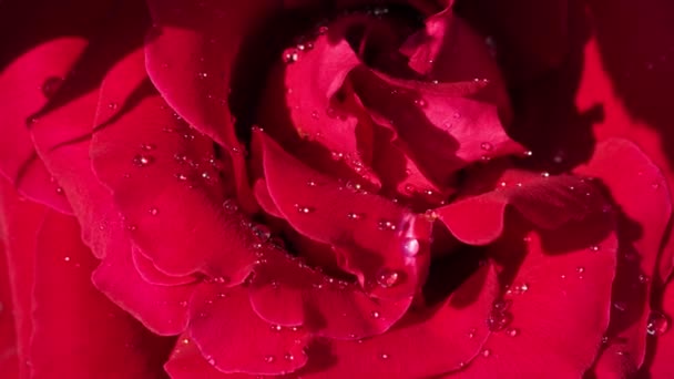 Rosa roja con gotas de lluvia sobre pétalos en primer plano al aire libre — Vídeo de stock