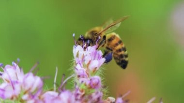Yaz otlağında nektar toplayan arı.